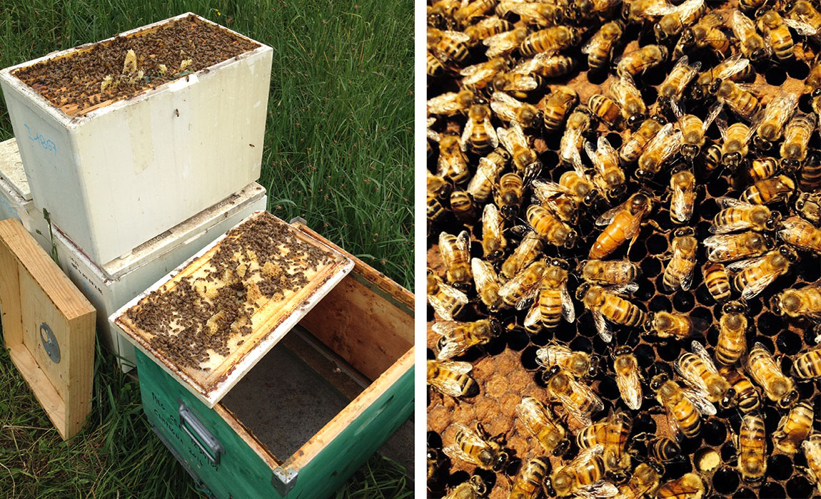 Apicoltura biologica Seba e Vale: le api e gli alveari